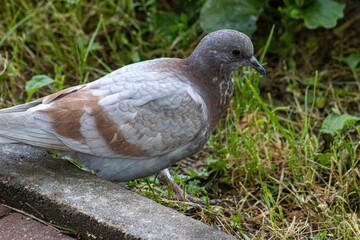 pigeon on the grass