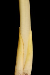 Autumn Crocus (Colchicum speciosum). Stem Base Closeup