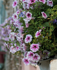 pink flowers in the garden