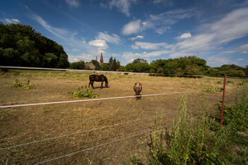 Ländliche Idylle mit Pferden auf der Koppel vor der Dorfsilouette im Sommer in Sachsen-Anahlt in...