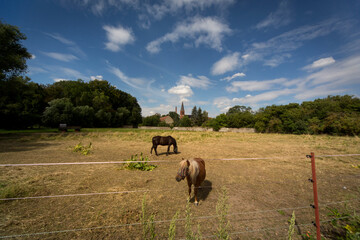 Ländliche Idylle mit Pferden auf der Koppel vor der Dorfsilouette im Sommer in Sachsen-Anahlt in...