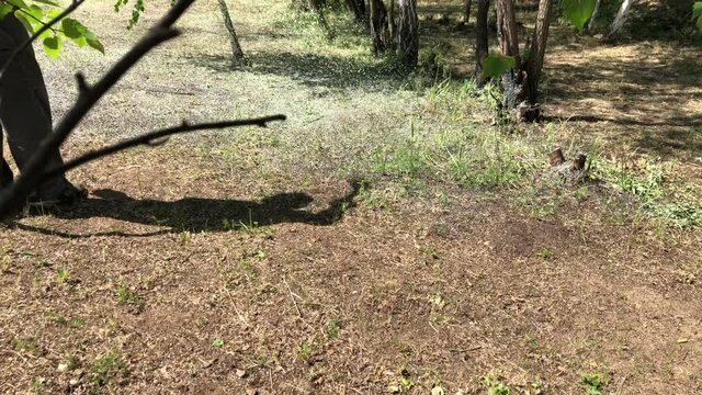 Hydroseeding of lawn grass on the lawn of a country house. Video 4k.