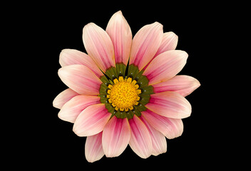 View Of Beautiful Color Gazania Flower From The Top