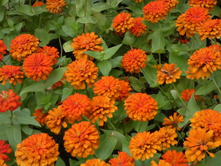 Fuchsia flowers in the park
