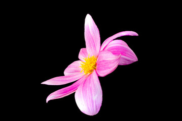 Single Pink Color Dahlia Flower Over Black Back Ground