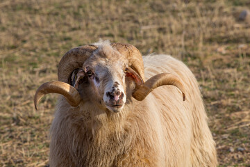 Obraz premium Old ram, an uncastrated male sheep, on pasture - long-tailed sheep, island of Pag, Croatia