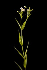 Greater Stitchwort (Stellaria holostea). Habit