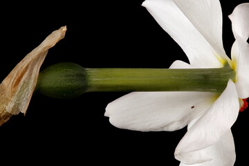 Obraz premium Pheasant's-Eye Daffodil (Narcissus poeticus). Perianth Tube Closeup