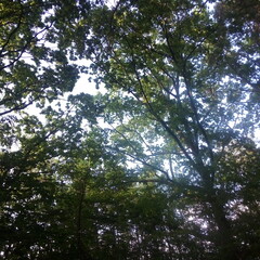 trees and sky