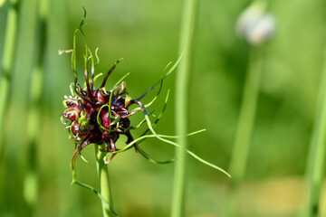 Closeup on a plant in a nature and it looks amazing