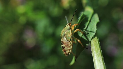 Insect (heteroptera ) sitting on a plant
