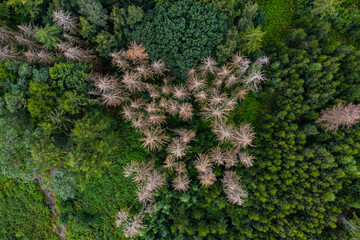 Waldsterben - Nadelhözer sterben aufgrund von Dürre und Klimawandel