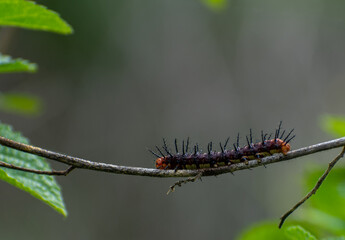 close up of caterpillar