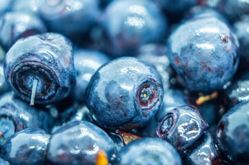 Dark blueberry berry. Swamp autumn food berry close-up macro photography