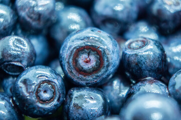 Dark blueberry berry. Swamp autumn food berry close-up macro photography