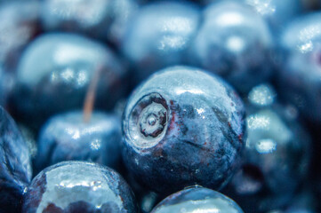 Dark blueberry berry. Swamp autumn food berry close-up macro photography