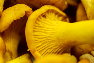 Yellow edible forest mushrooms. Agaricus cantharellus. Autumn food close-up macro photography