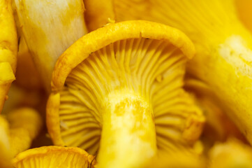 Yellow edible forest mushrooms. Agaricus cantharellus. Autumn food close-up macro photography