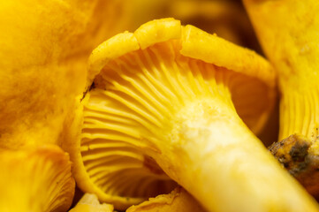 Yellow edible forest mushrooms. Agaricus cantharellus. Autumn food close-up macro photography