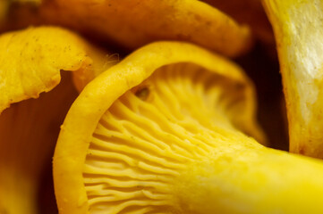 Naklejka na ściany i meble Yellow edible forest mushrooms. Agaricus cantharellus. Autumn food close-up macro photography