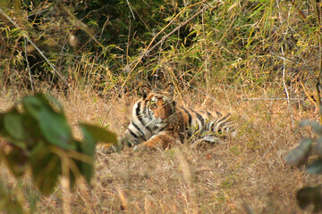 Portrait of Royal Bengal Tiger in Bandhavgarh National Park, Madhya Pradeh, India