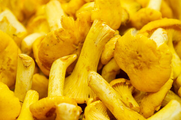 Yellow edible forest mushrooms. Agaricus cantharellus. Autumn food close-up macro photography