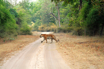 Bengal Tiger crossing the road inside bandhavgarh national park during safari on hot safari day,...