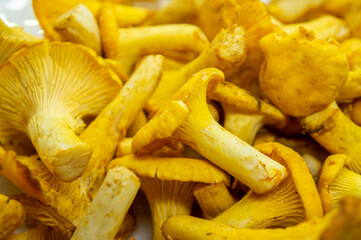 Yellow edible forest mushrooms. Agaricus cantharellus. Autumn food close-up macro photography