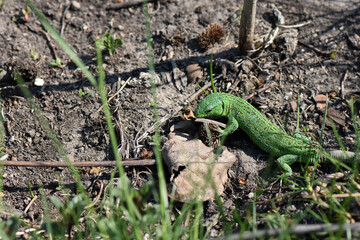 green lizard on the ground