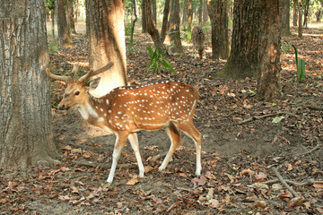 Naklejka na ściany i meble Spotted deer found in the forest of Bandhavgarh National Park, Madhya Pradesh, India.