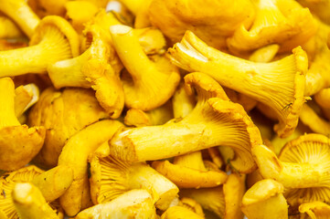 Yellow edible forest mushrooms. Agaricus cantharellus. Autumn food close-up macro photography