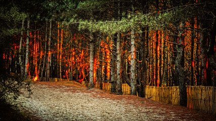 Foret au coucher du soleil