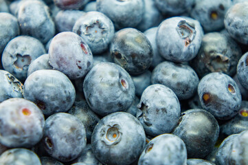 Large blue blueberry. Swamp autumn food berry close-up macro photography
