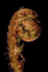 Male Fern (Dryopteris filix-mas). Fiddlehead Closeup