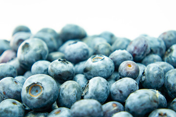 Large blue blueberry. Swamp autumn food berry close-up macro photography