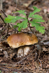 Borowik szlachetny © Jarek Rymarz