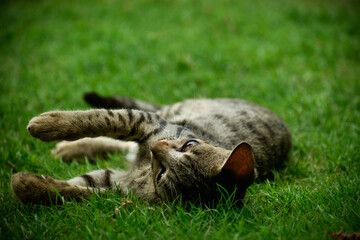 A cute Kitten playing in a garden.