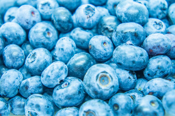 Large blue blueberry. Swamp autumn food berry close-up macro photography