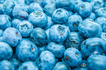 Large blue blueberry. Swamp autumn food berry close-up macro photography