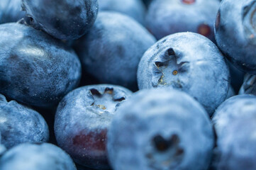 Large blue blueberry. Swamp autumn food berry close-up macro photography