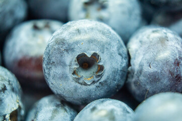 Large blue blueberry. Swamp autumn food berry close-up macro photography