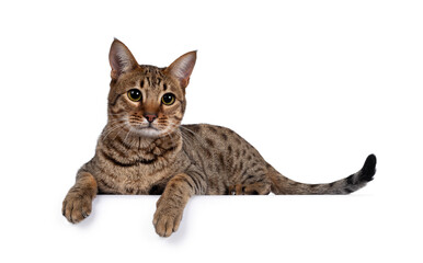 Beautiful golden brown spotted young adult cat, laying down side ways. Looking beside camera with big eyes. Isolated on white background. Paws over edge.