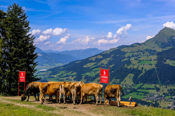 Fototapeta premium Wanderung Streif Kitzbühel Rennstrecke Sommer Gebirge
