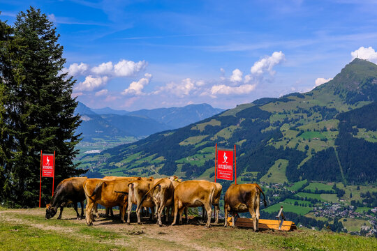 Wanderung Streif Kitzb&uuml;hel Rennstrecke Sommer Gebirge