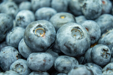 Large blue blueberry. Swamp autumn food berry close-up macro photography