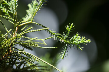 Green leaf of Big Pine tree