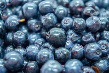Dark blueberry berry. Swamp autumn food berry close-up macro photography