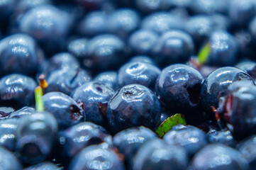 Dark blueberry berry. Swamp autumn food berry close-up macro photography