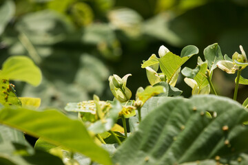 Green flower of teak tree with green leaf