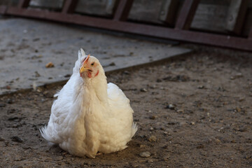 Beautiful white chicken lies on the ground.
